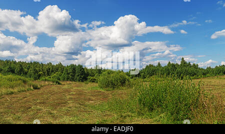 Giornata di sole nel taglio di prato. Erba secca e cespugli verdi. Foto Stock