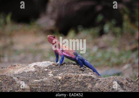 Agama lizard su una roccia Foto Stock