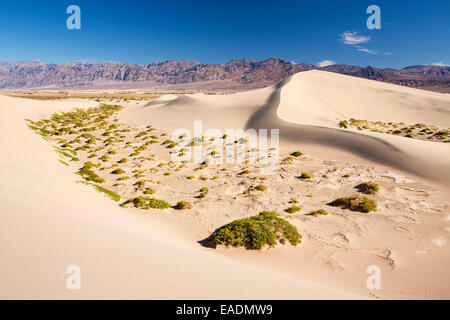 Il Mesquite flat dune di sabbia nella Valle della Morte che è il più basso, caldi, arido posto negli USA, con una media annuale rainf Foto Stock