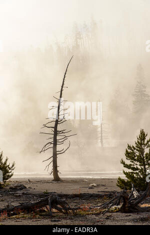 Resti di alberi si erge in mezzo alle piscine per la cottura a vapore in Norris Geyser Basin, il Parco Nazionale di Yellowstone. Foto Stock