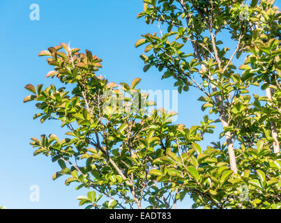 Fogliame closeup di crepe di mirto, Lagerstroemia indica x fauriei sioux mostrato contro il luminoso cielo blu Foto Stock