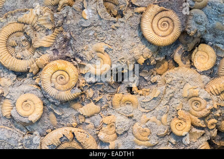 Ammoniti fossili in calcare. Foto Stock