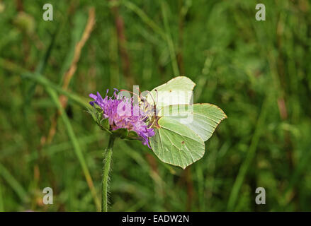 La farfalla e fiore. Foto Stock