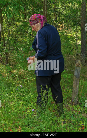 Giornata di sole nella foresta di pini glade. La donna raccoglie fragole. Foto Stock