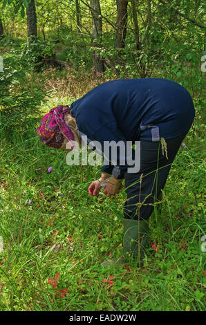 Giornata di sole nella foresta di pini glade. La donna raccoglie fragole. Foto Stock