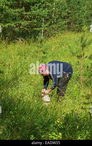 Giornata di sole nella foresta di pini glade. La donna raccoglie fragole. Foto Stock