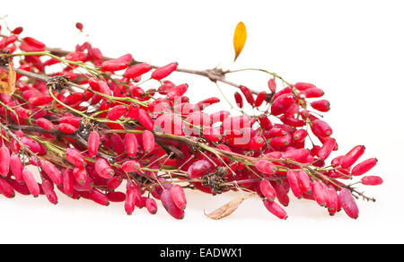 Red berberis ramo con frutti maturi su una lavagna bianca Foto Stock
