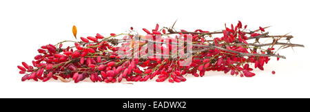 Red berberis rametto con frutti maturi su una lavagna bianca Foto Stock