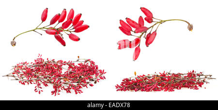 Set di red berberis sparare con frutti maturi su sfondo bianco Foto Stock