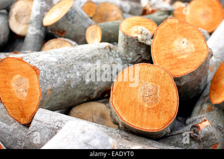 Pila di recente il taglio di legname, rurale scena Foto Stock