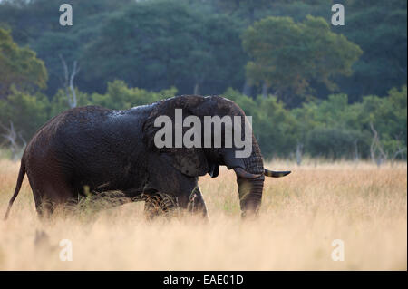 Un grande bull elephant Foto Stock