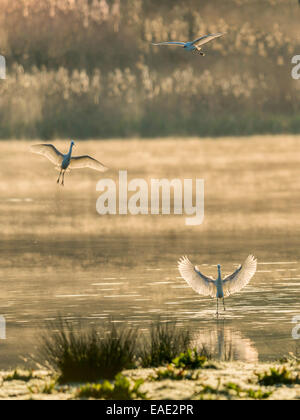 Cancellati per lo sbarco, tre garzetta allineati dietro a vicenda per atterrare su un laghetto per catturare la mattina presto la luce del sole Foto Stock