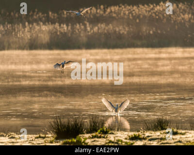 Cancellati per lo sbarco, tre garzetta allineati dietro a vicenda per atterrare su un laghetto per catturare la mattina presto la luce del sole Foto Stock