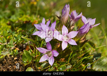 Chiltern genziana (Gentiana germanica), Seewertal, Ötztaler Alpen, Alto Adige Provincia, Trentino-Alto Adige, Italia Foto Stock