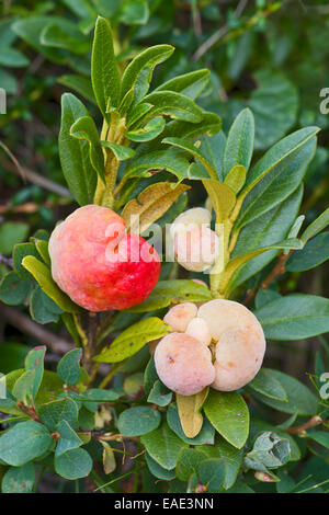 Snow-rose o arrugginito-lasciava Alpenrose (Rhododendron ferrugineum), con un tipo di fiele noto come Alpine Rose Apple Foto Stock