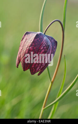 Snake Head Fritillary, Lazzaro a campana o a scacchi in Lily (Fritillaria meleagris), Burgenland, Austria Foto Stock