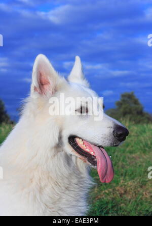 Berger Blanc Suisse, Pastore Svizzero bianco cane Foto Stock