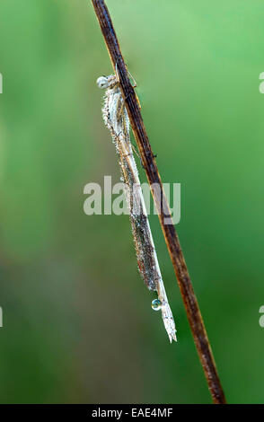 Comune Damselfly invernale (Sympecma fusca), femmina, bagnato di rugiada, Svizzera Foto Stock