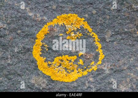 Licheni giallo su pietra Foto Stock