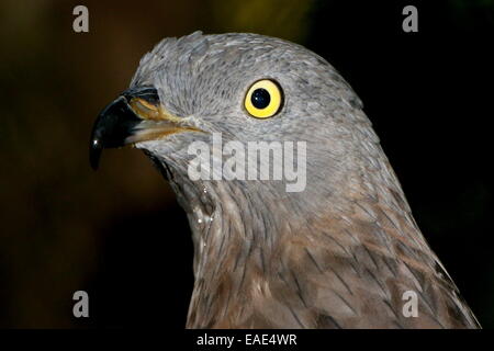 Close-up della testa di un maschio di miele europea poiana (Pernis apivorus) a.k.a.Common Pern Foto Stock