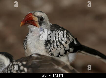 Northern red-fatturati hornbill (Tockus erythrorhynchus) Foto Stock