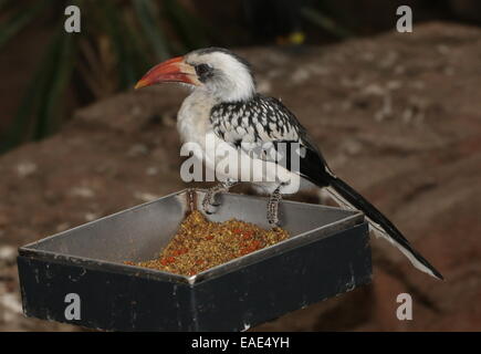 Northern red-fatturati hornbill (Tockus erythrorhynchus) su un Bird Feeder Foto Stock