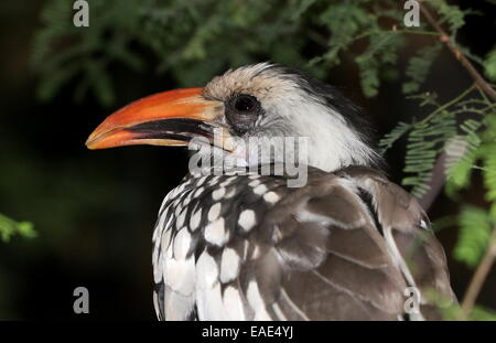 Northern red-fatturati hornbill (Tockus erythrorhynchus) Foto Stock