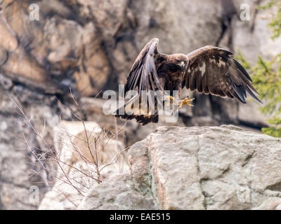 Aquila reale (Aquila chrysaetos] atterraggio su un promontorio roccioso con alette estese e artigli disegnato. Foto Stock