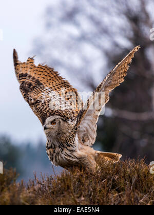 Western Siberian gufo reale (Bubo bubo Sibericus] in piedi su un affioramento bracken con ali completamente esteso Foto Stock