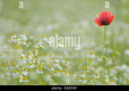 Mais o di papavero rosso papavero (Papaver rhoeas) e camomilla (Matricaria chamomilla) fioritura su un campo, Bassa Sassonia, Germania Foto Stock