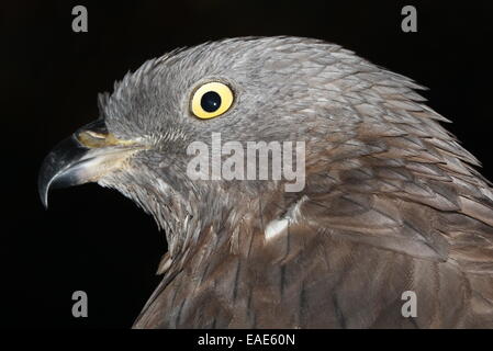 Close-up della testa di un maschio di miele europea poiana (Pernis apivorus) a.k.a.Common Pern Foto Stock