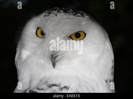 La testa e gli occhi gialli di una civetta delle nevi (Bubo scandiacus), guardando infastiditi Foto Stock