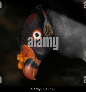 Close-up della testa del molto colorato American King Vulture (Sarcoramphus papa), di fronte alla fotocamera Foto Stock