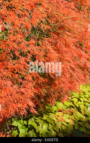 Acero giapponese (acer palmatum 'dissectum garnet") Foto Stock