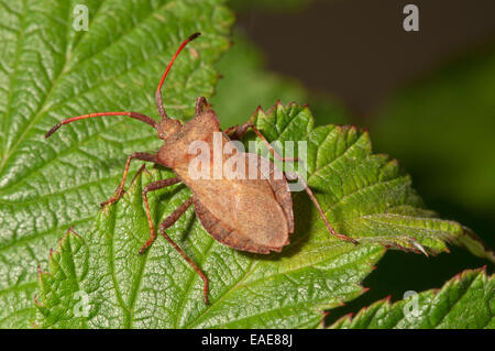 Dock Bug (Coreus marginatus), Baden-Württemberg, Germania Foto Stock