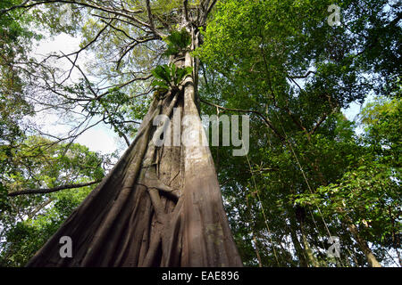 Il gigante della giungla in Várzea foreste, Mamiraua lo sviluppo sostenibile Riserva, vicino a Manaus, Amazonas Stato, Brasile Foto Stock