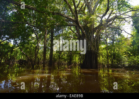 Il gigante della giungla in Várzea foreste, Mamiraua lo sviluppo sostenibile Riserva, vicino a Manaus, Amazonas Stato, Brasile Foto Stock