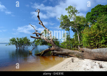 Tronco di un gigantesco albero della foresta pluviale sulle rive del Rio delle Amazzoni e Rio Solimões, Mamiraua lo sviluppo sostenibile riserva Foto Stock