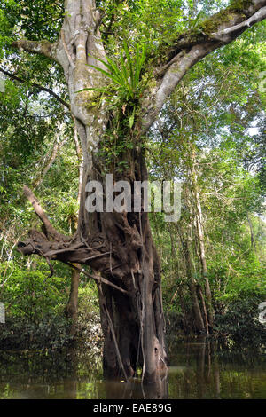 Il gigante della giungla in Várzea foreste, Mamirauá-Nationalpark, Manaus, Amazonas Stato, Brasile Foto Stock