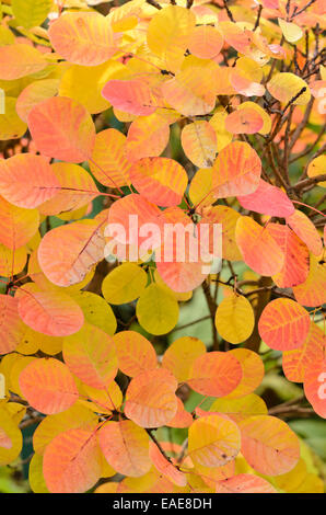 Fumo eurasiatica tree (Cotinus coggygria "spirito d'oro") Foto Stock