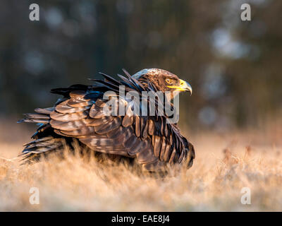 Steppa Eagle [Aquila Nipalensis] in posa su open di macchia. Foto Stock