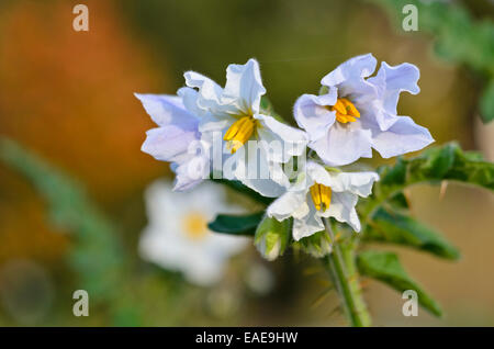 Sticky nightshade (solanum sisymbriifolium) Foto Stock