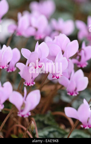 Edera-lasciava ciclamino (cyclamen hederifolium syn. cyclamen neapolitanum) Foto Stock