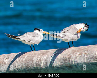 Due Royal Sterne [Thalasseus maximus] preening su un palo aggettante con il Mar dei Caraibi in background. Foto Stock