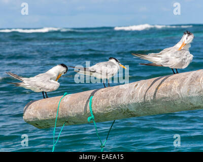 Tre Royal Sterne [Thalasseus maximus] preening su un palo aggettante con il Mar dei Caraibi in background. Foto Stock