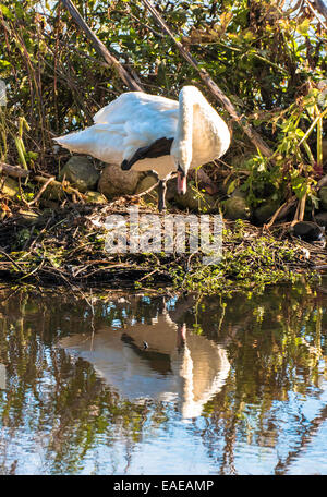 Cigno toelettatura, Cygnus olor Foto Stock