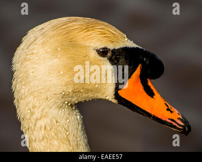 Wild cigno [Cygnus olor] in posa illuminato dalla luce del sole serale. Foto Stock