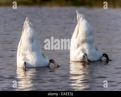 Due cigni [Cygnus olor] alimentazione su un fiume con code visibile solo Foto Stock
