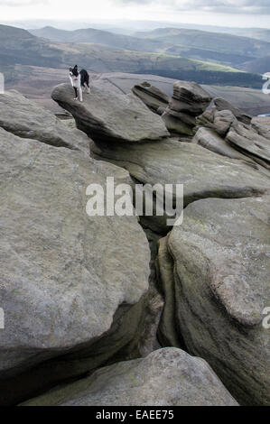 Border Collie cane di rocce in corrispondenza del bordo di Kinder Scout altopiano del Peak District, Derbyshire. Foto Stock