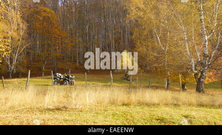 ATV vicino a un bosco di betulle, nel periodo autunnale. Foto Stock